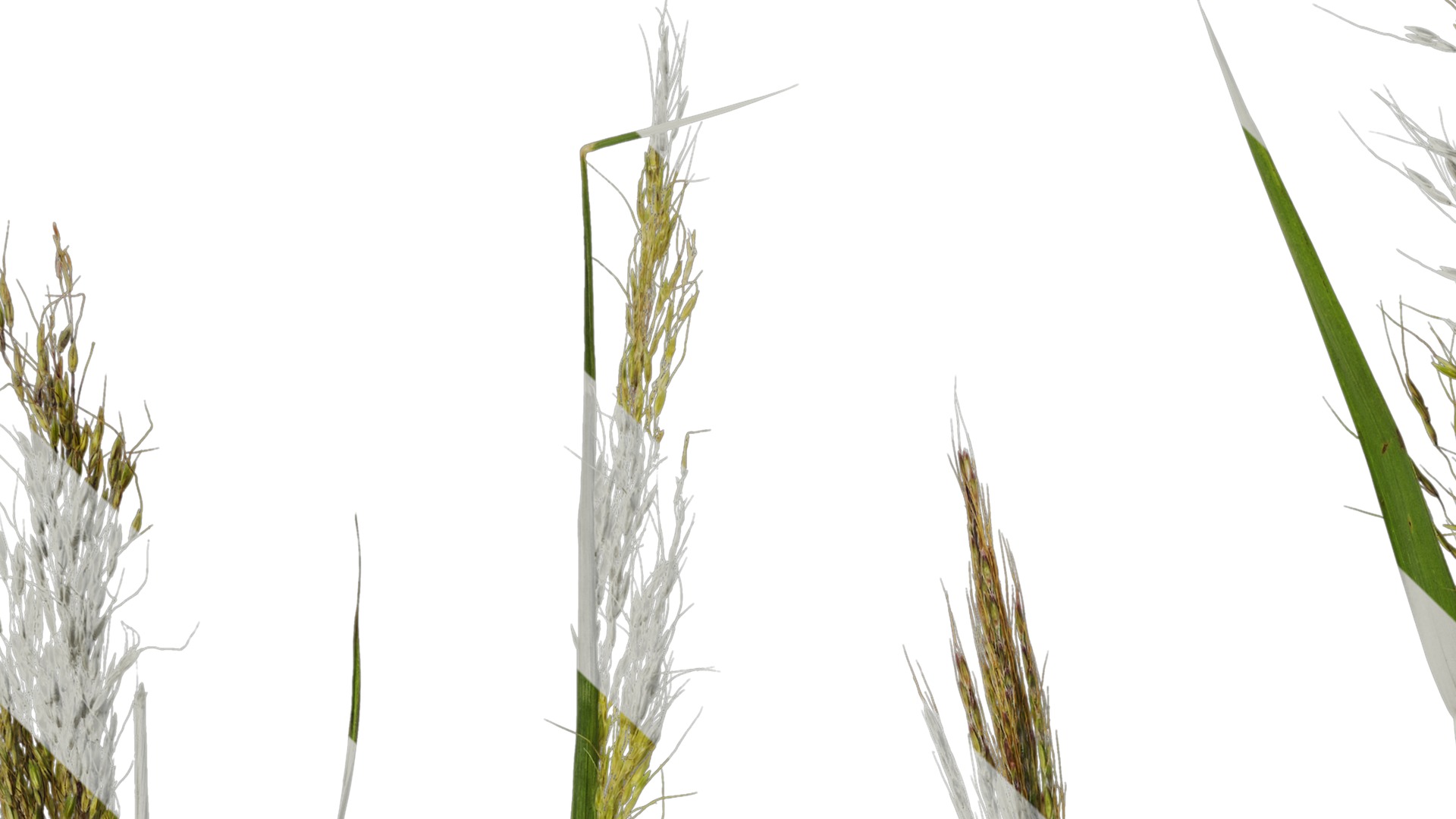 Anydrafts Eragrostis cilianensis Inflorescence 03 Texture_1