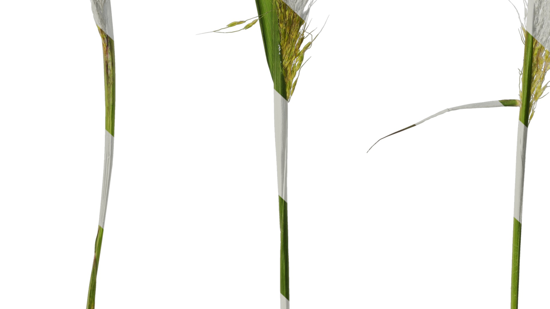 Anydrafts Eragrostis cilianensis Inflorescence 03 Texture_7