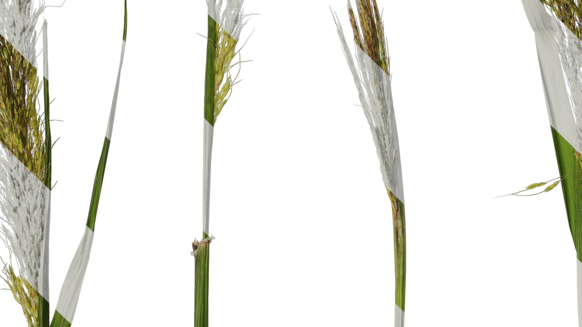 Anydrafts Eragrostis cilianensis Inflorescence 03 Texture_3