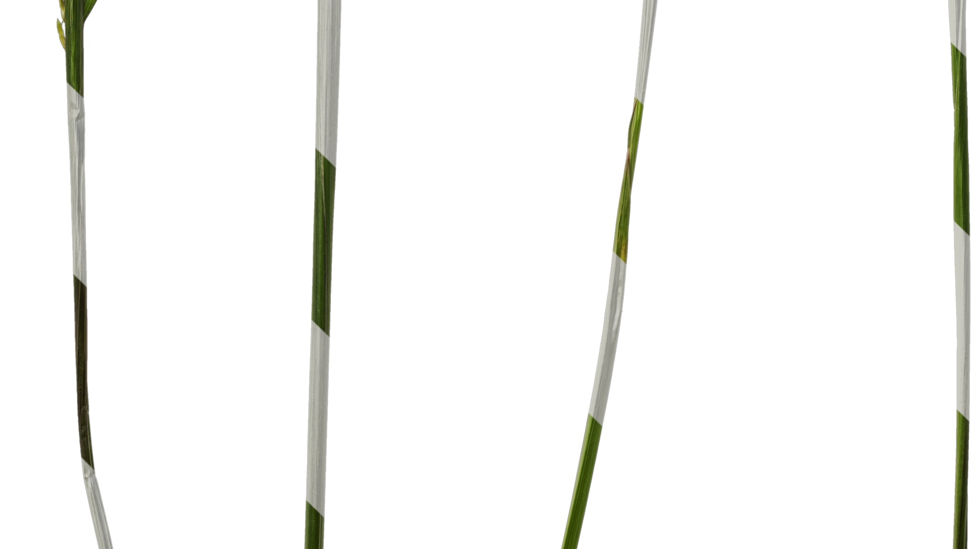 Anydrafts Eragrostis cilianensis Inflorescence 03 Texture_5