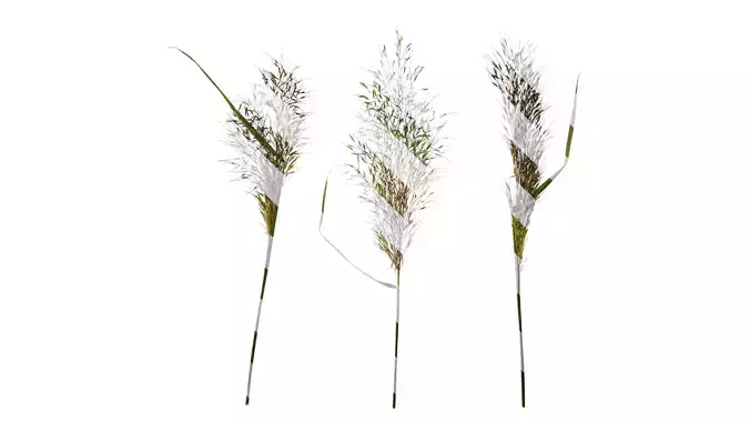 Anydrafts Eragrostis cilianensis Inflorescence 04