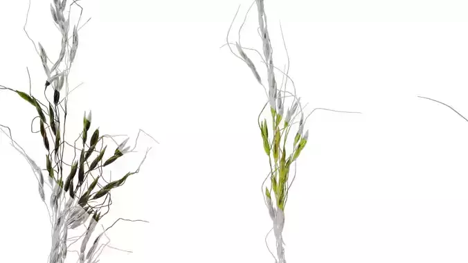 Anydrafts Eragrostis cilianensis Inflorescence 06