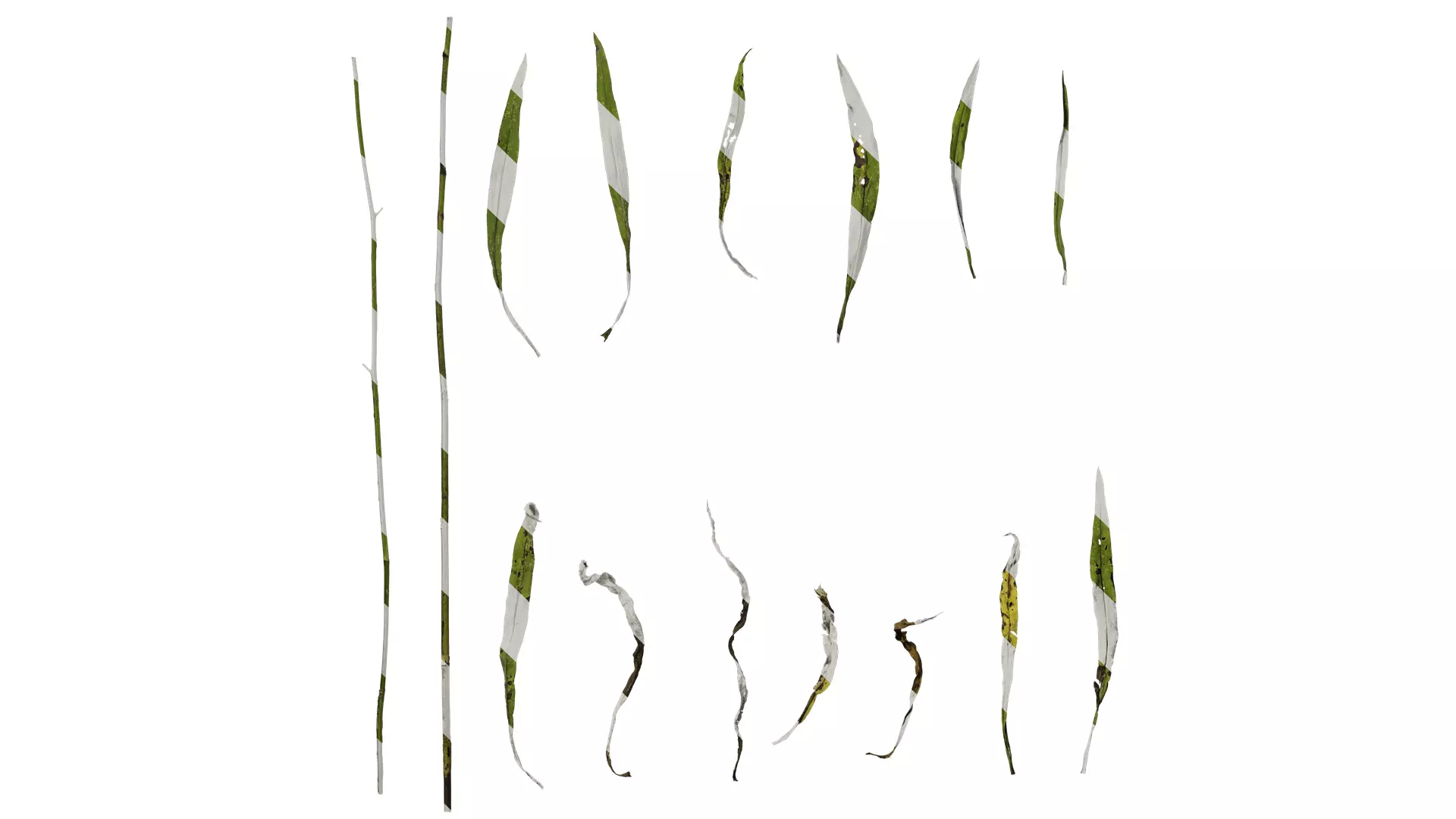 Anydrafts Erigeron canadensis Leaf 03 Texture