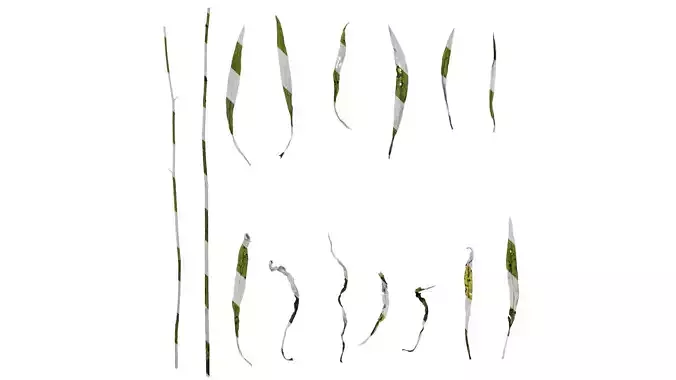 Anydrafts Erigeron canadensis Leaf 03