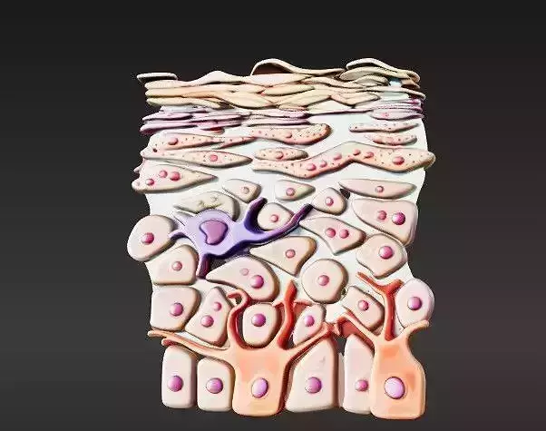 3D Model of Epidermis Cross Section 3D print model