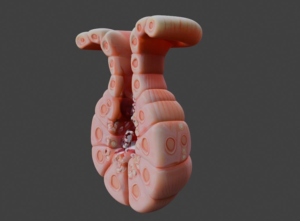 3D Model of Exocrine Gland Anatomy 3D print model_4