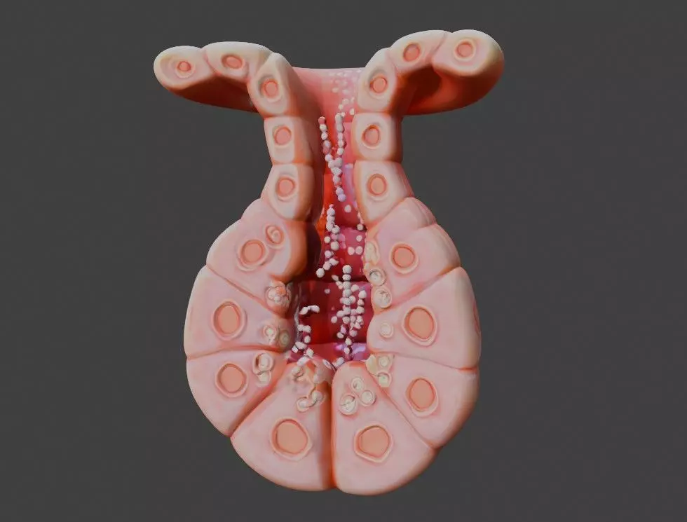 3D Model of Exocrine Gland Anatomy 3D print model_0