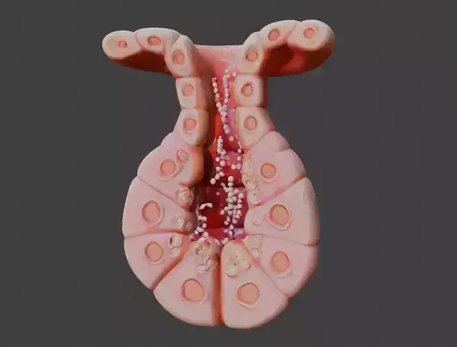  3D Model of Exocrine Gland Anatomy 3D print model