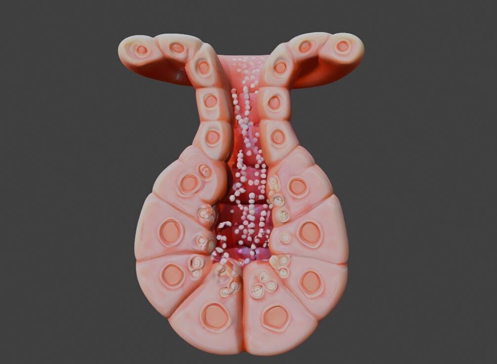 3D Model of Exocrine Gland Anatomy 3D print model_3