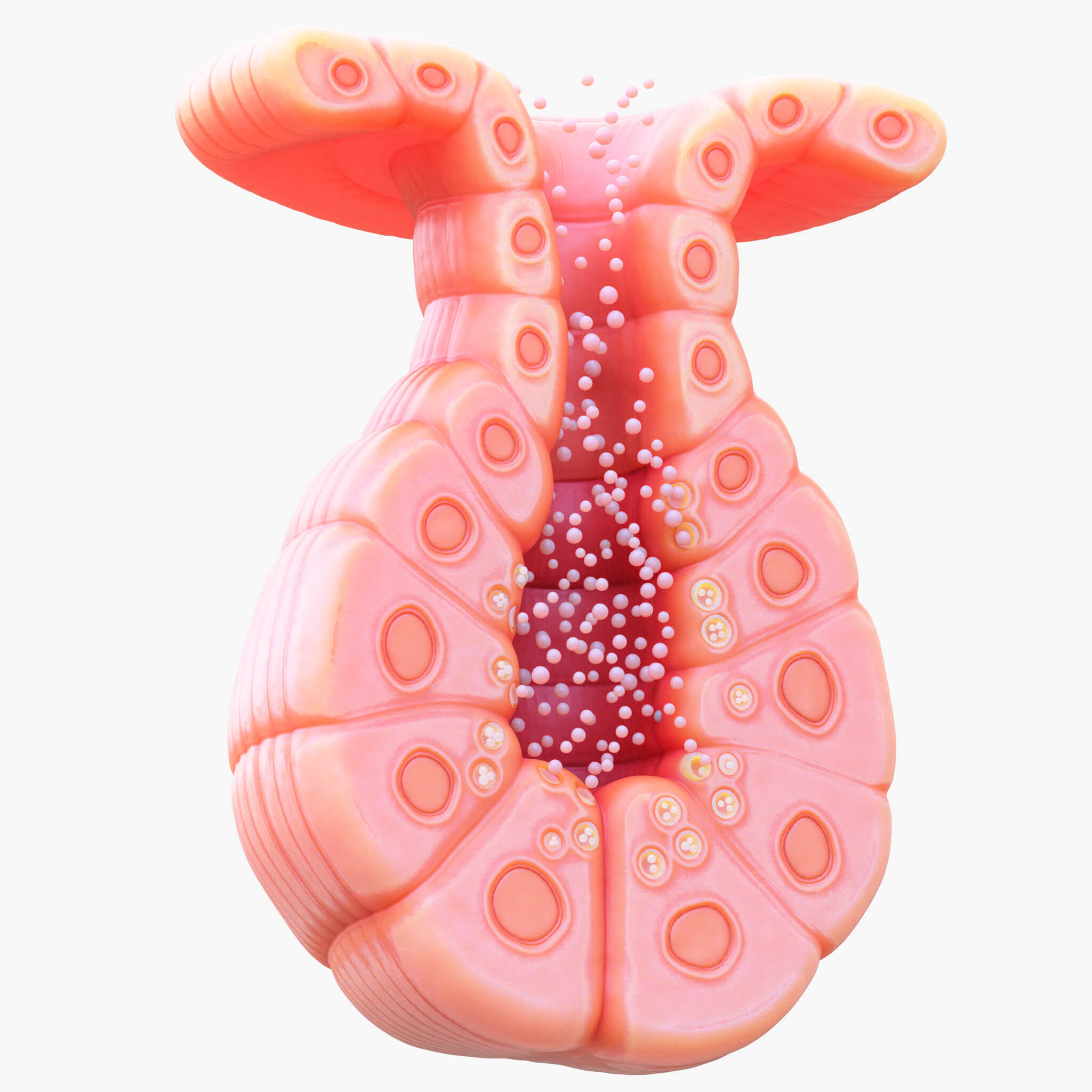 3D Model of Exocrine Gland Anatomy 3D print model_16