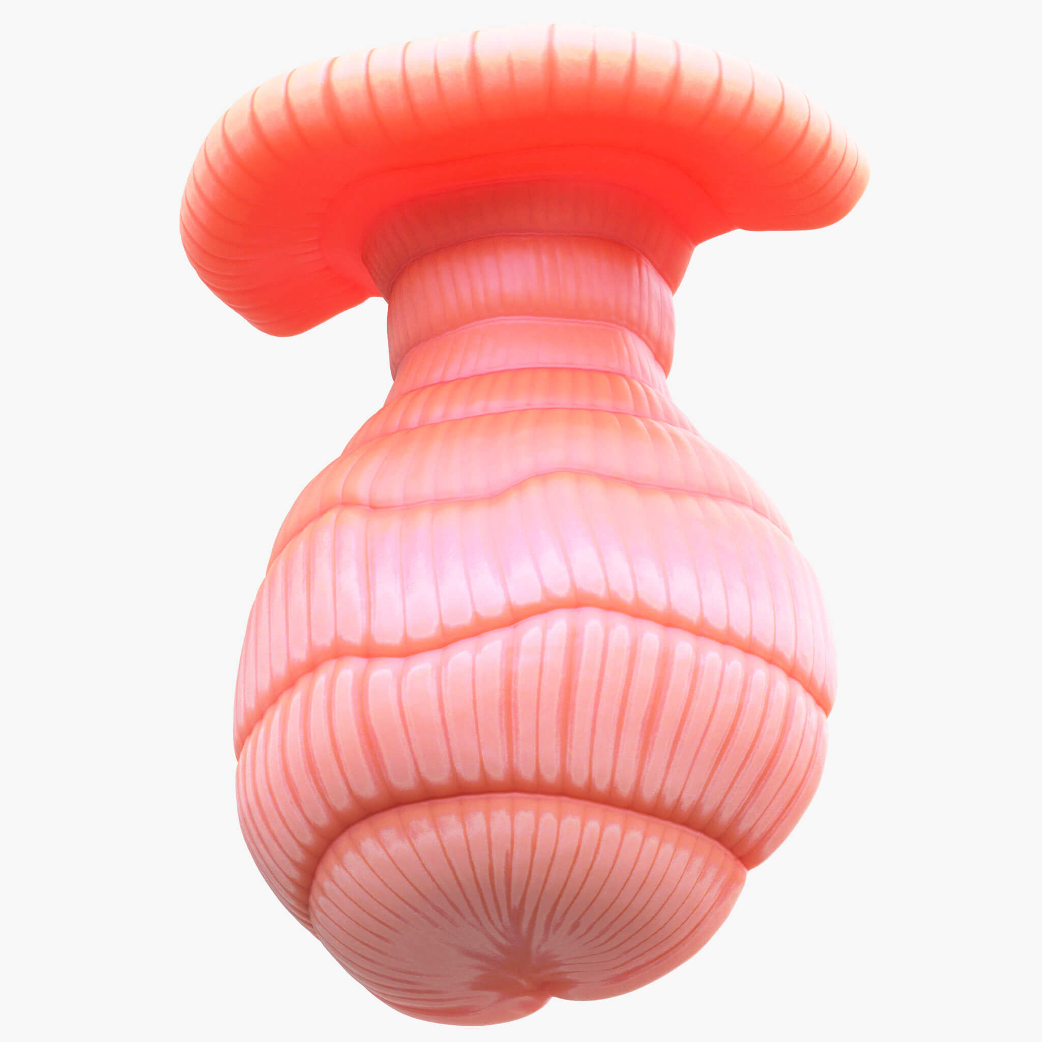 3D Model of Exocrine Gland Anatomy 3D print model_17