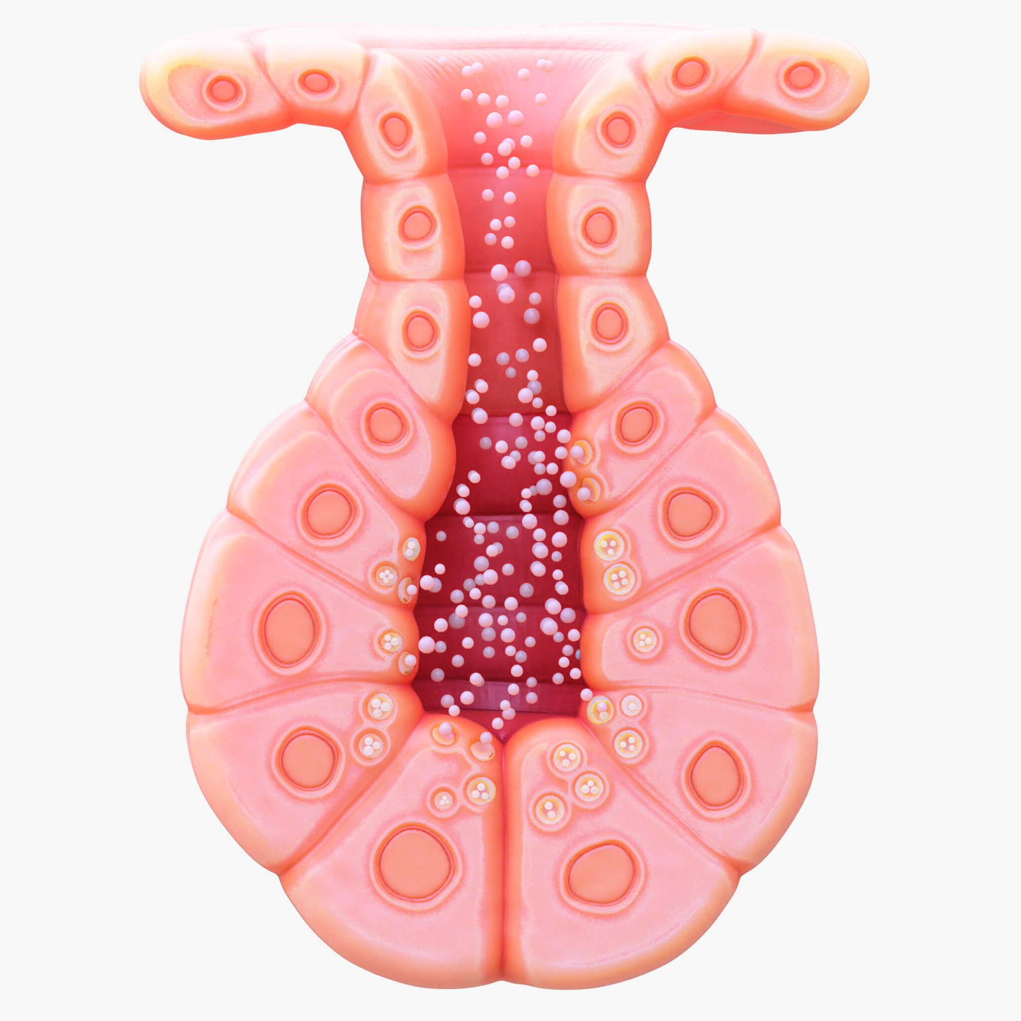 3D Model of Exocrine Gland Anatomy 3D print model_15