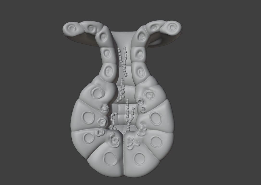 3D Model of Exocrine Gland Anatomy 3D print model_5
