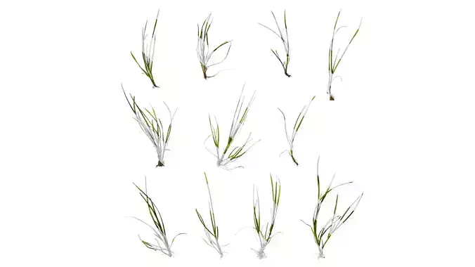 Anydrafts Lolium perenne Atlas 01