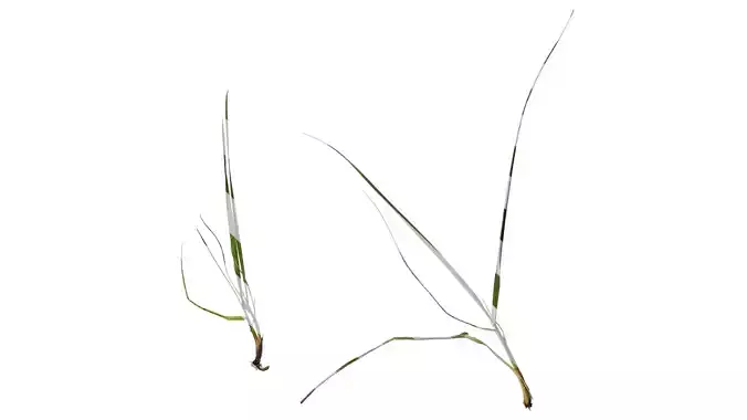 Anydrafts Lolium perenne Atlas 05