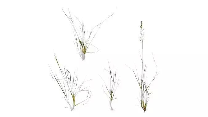 Anydrafts Lolium perenne Atlas 06