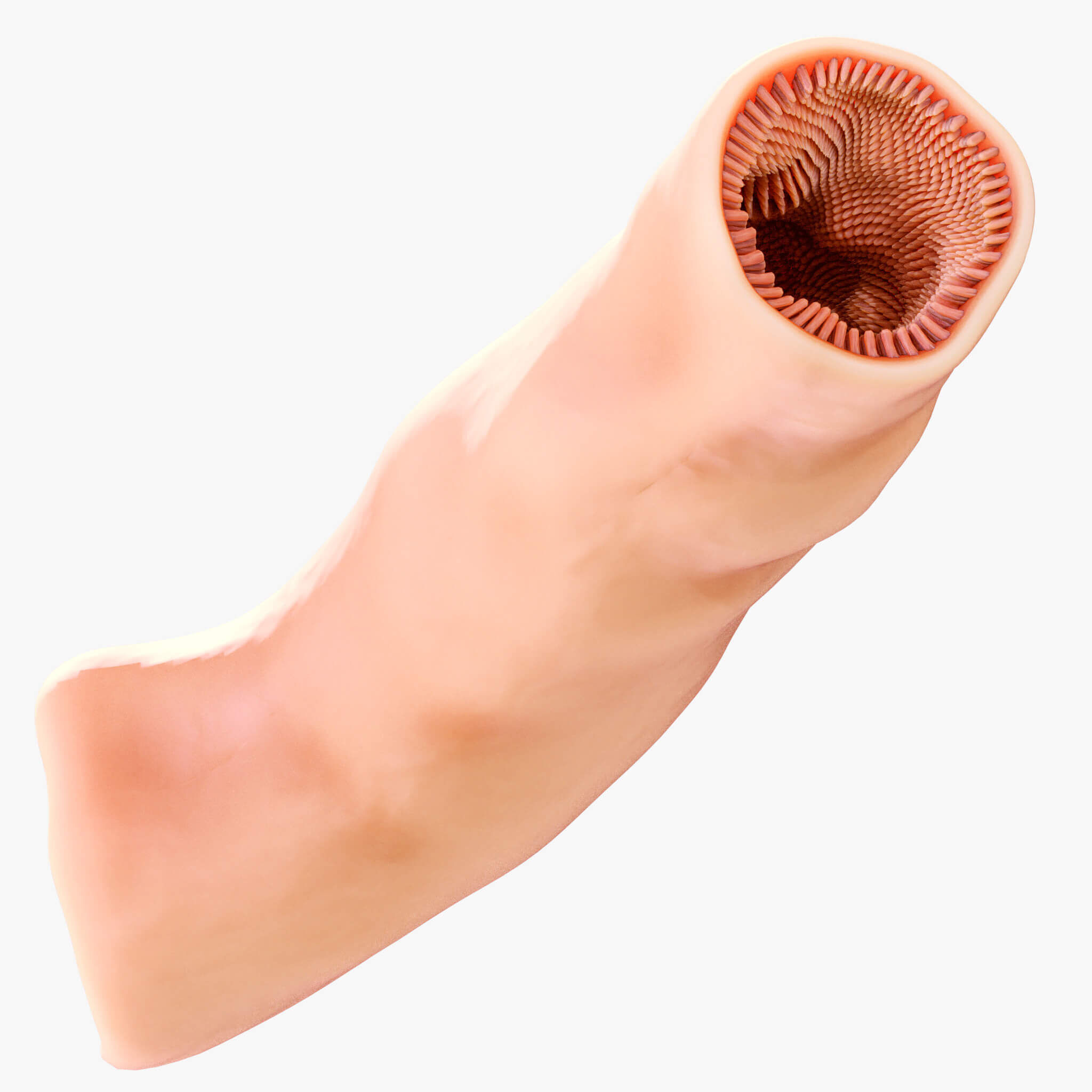 3D Intestinal Microvilli Anatomy 3D print model_11