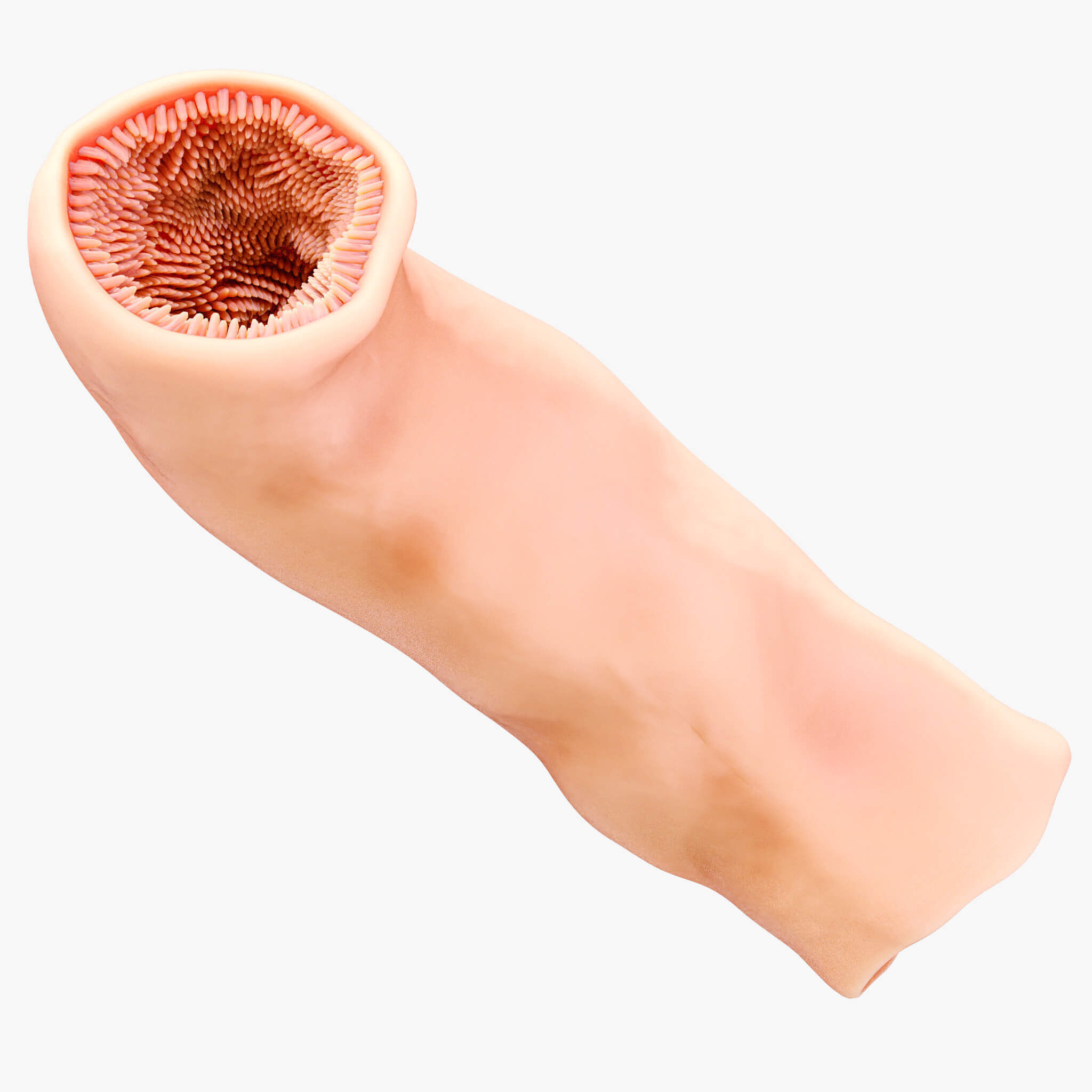 3D Intestinal Microvilli Anatomy 3D print model_10