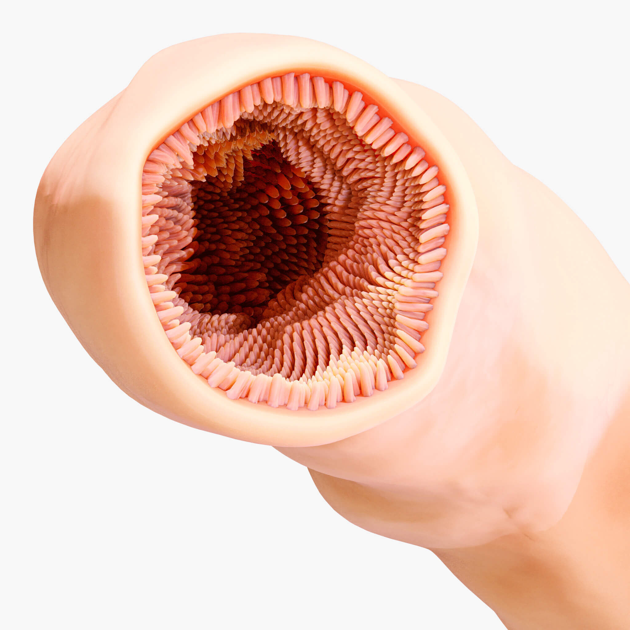 3D Intestinal Microvilli Anatomy 3D print model_9