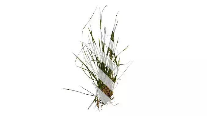 Anydrafts Lolium perenne Atlas 08