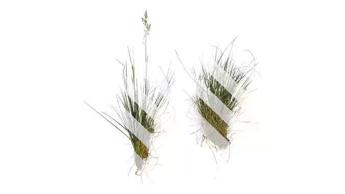 Anydrafts Lolium perenne Atlas 09