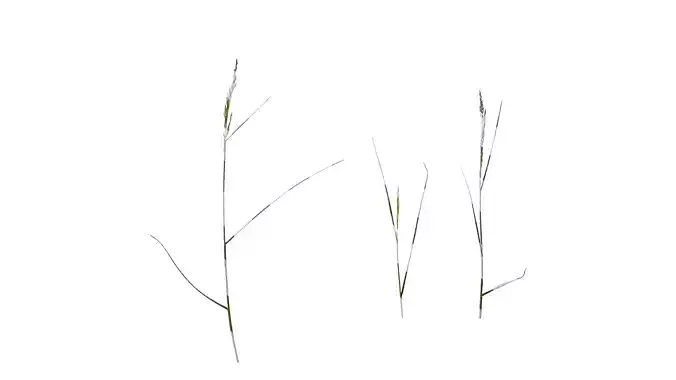 Anydrafts Lolium perenne Atlas 11