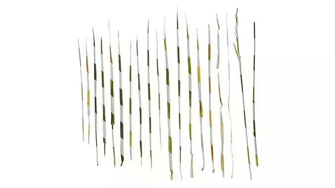 Anydrafts Lolium perenne Atlas 16