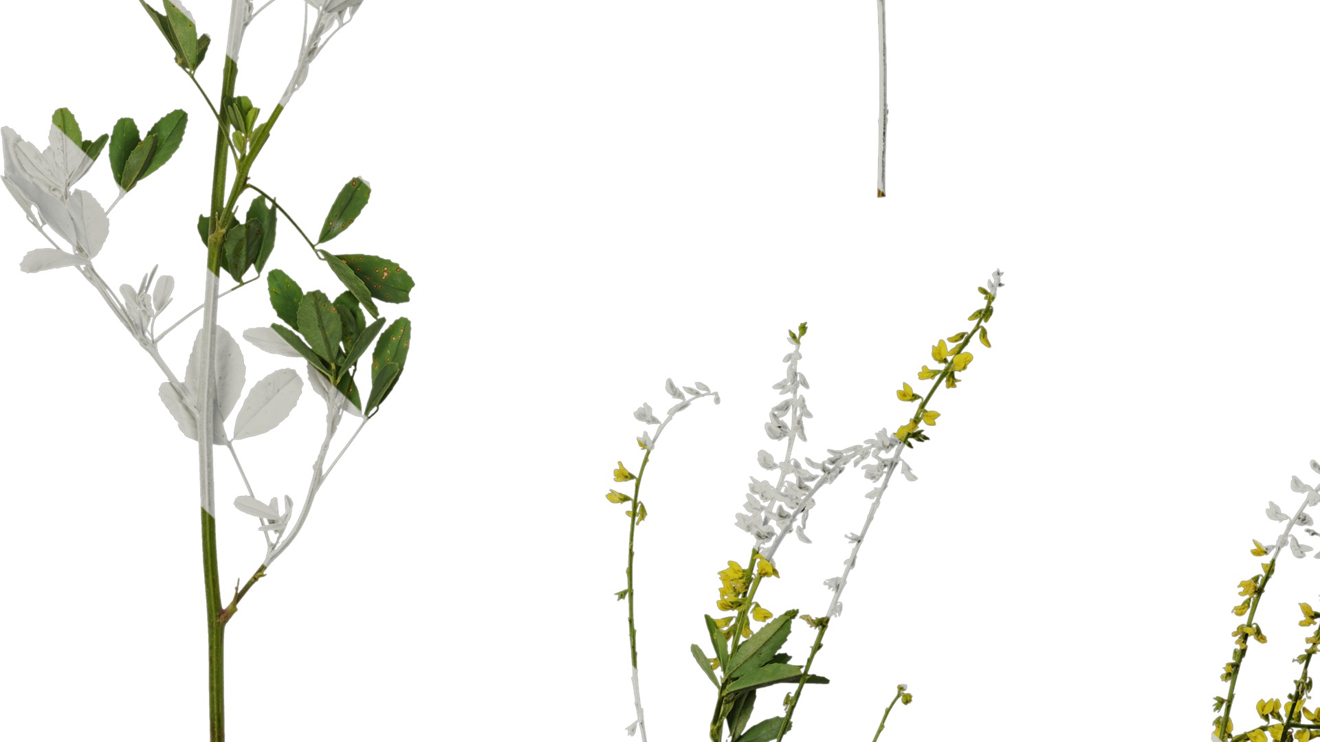 Anydrafts Melilotus officinalis Atlas 02 Texture_7