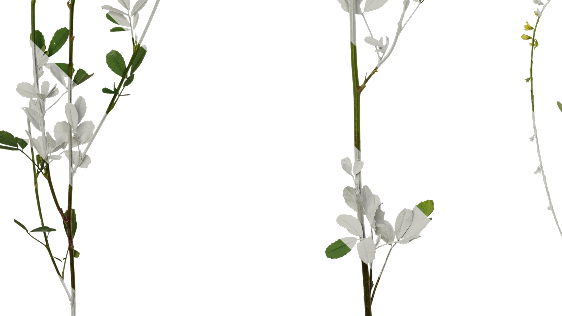 Anydrafts Melilotus officinalis Atlas 02 Texture_5