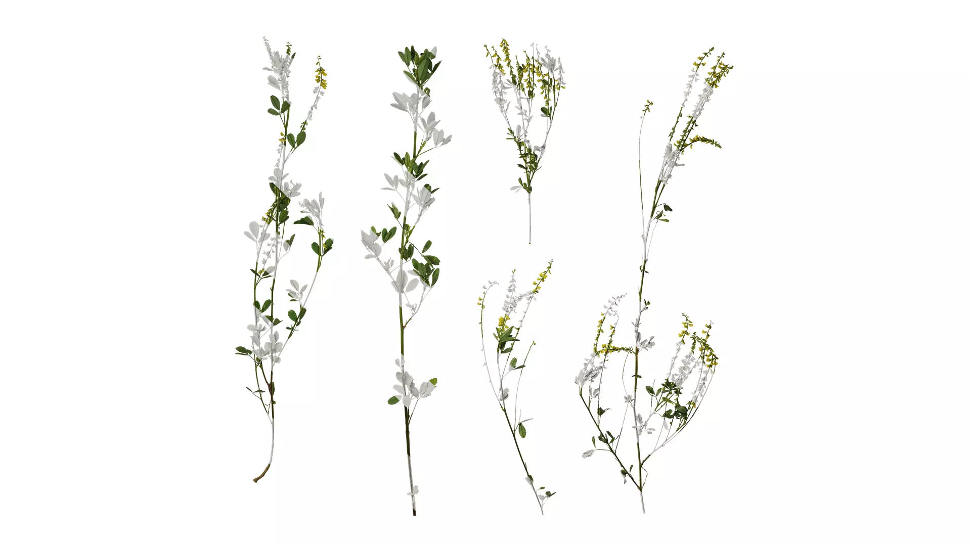 Anydrafts Melilotus officinalis Atlas 02 Texture_0