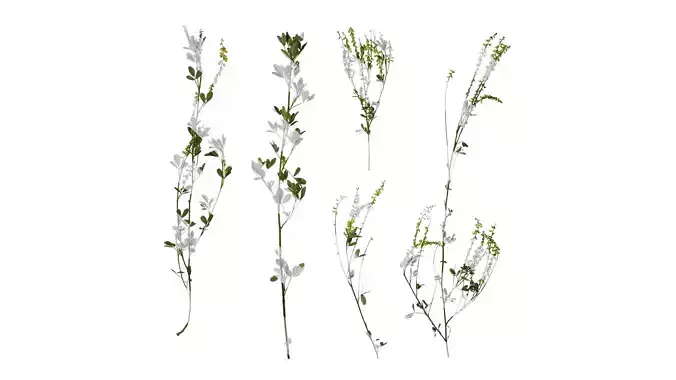 Anydrafts Melilotus officinalis Atlas 02