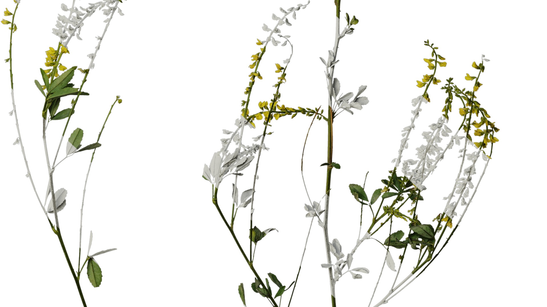 Anydrafts Melilotus officinalis Atlas 02 Texture_6