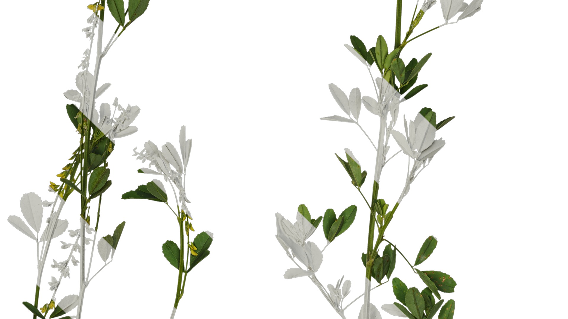 Anydrafts Melilotus officinalis Atlas 02 Texture_3