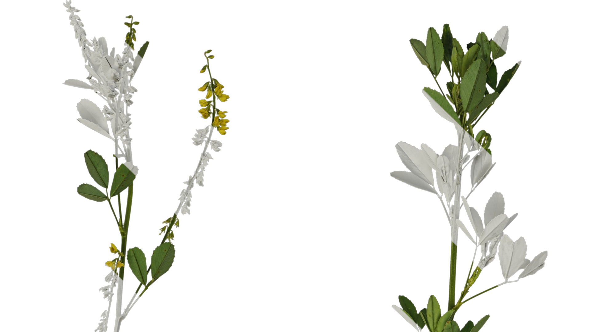 Anydrafts Melilotus officinalis Atlas 02 Texture_1