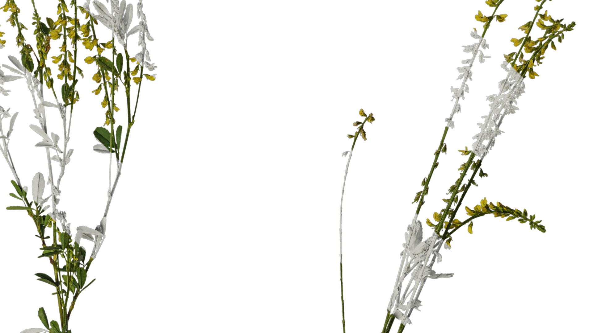 Anydrafts Melilotus officinalis Atlas 02 Texture_2