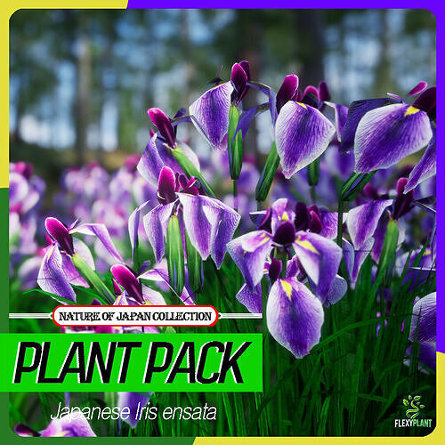 Japanese Endemic Species Plant - 4 Iris ensata Purple Flower Low-poly 3D model