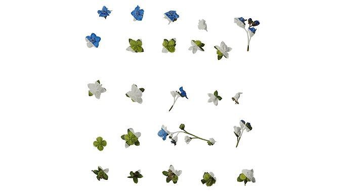 Anydrafts Microula sikkimensis Atlas 03 Texture