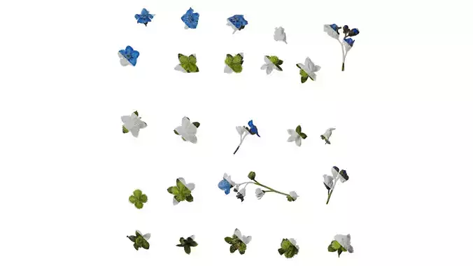 Anydrafts Microula sikkimensis Atlas 03