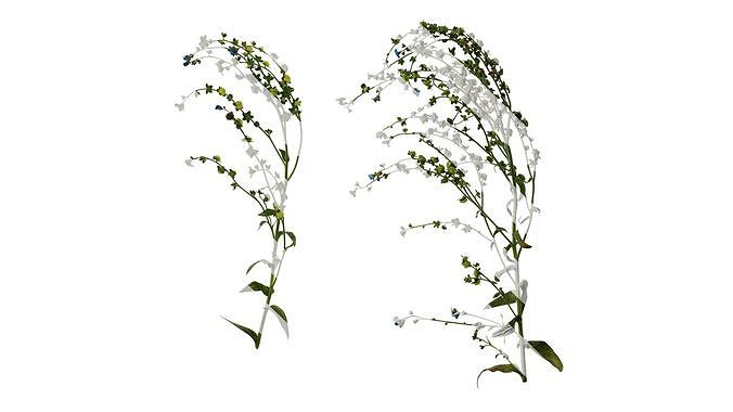 Anydrafts Microula sikkimensis Atlas 05 Texture