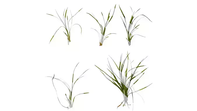 Anydrafts Ophiopogon bodinieri Atlas 01