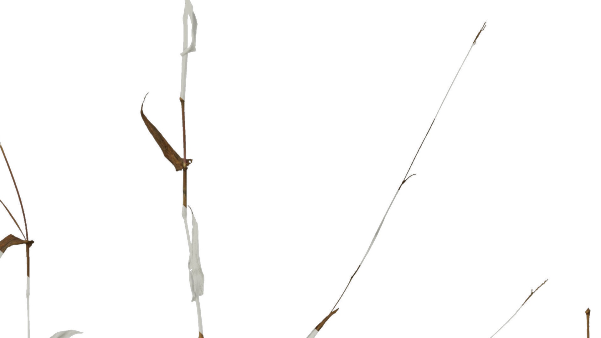 Anydrafts Oplismenus compositus Atlas 01 Texture_7