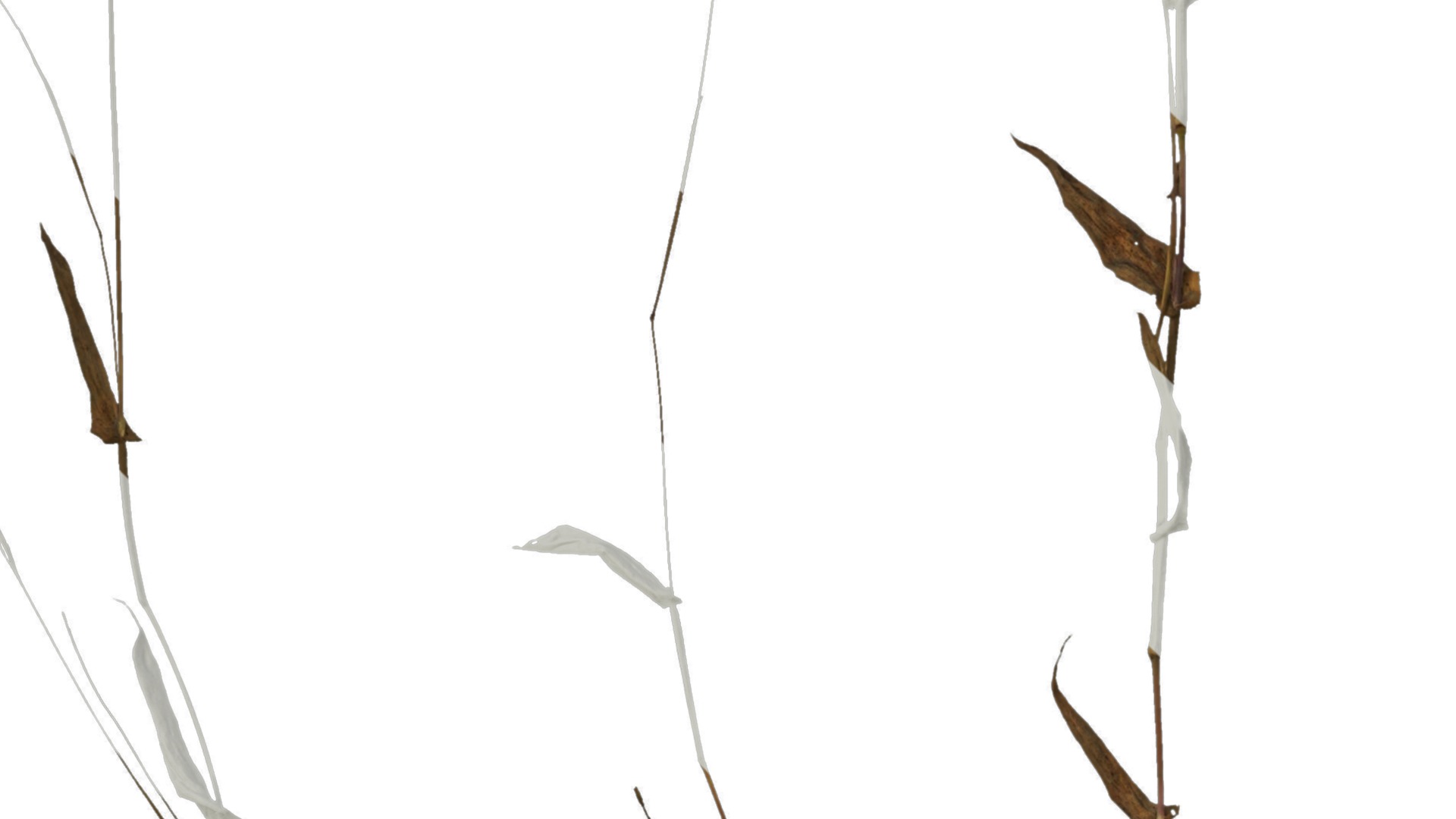 Anydrafts Oplismenus compositus Atlas 01 Texture_3