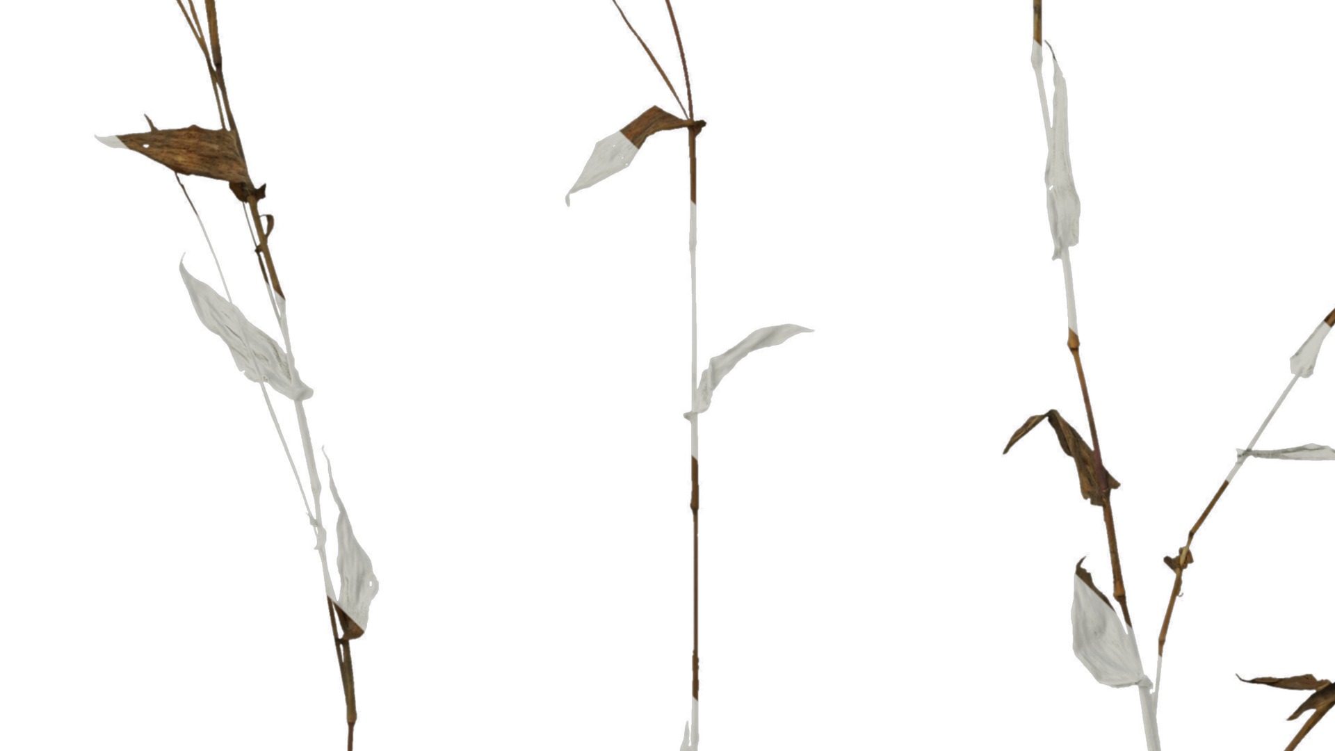 Anydrafts Oplismenus compositus Atlas 01 Texture_5