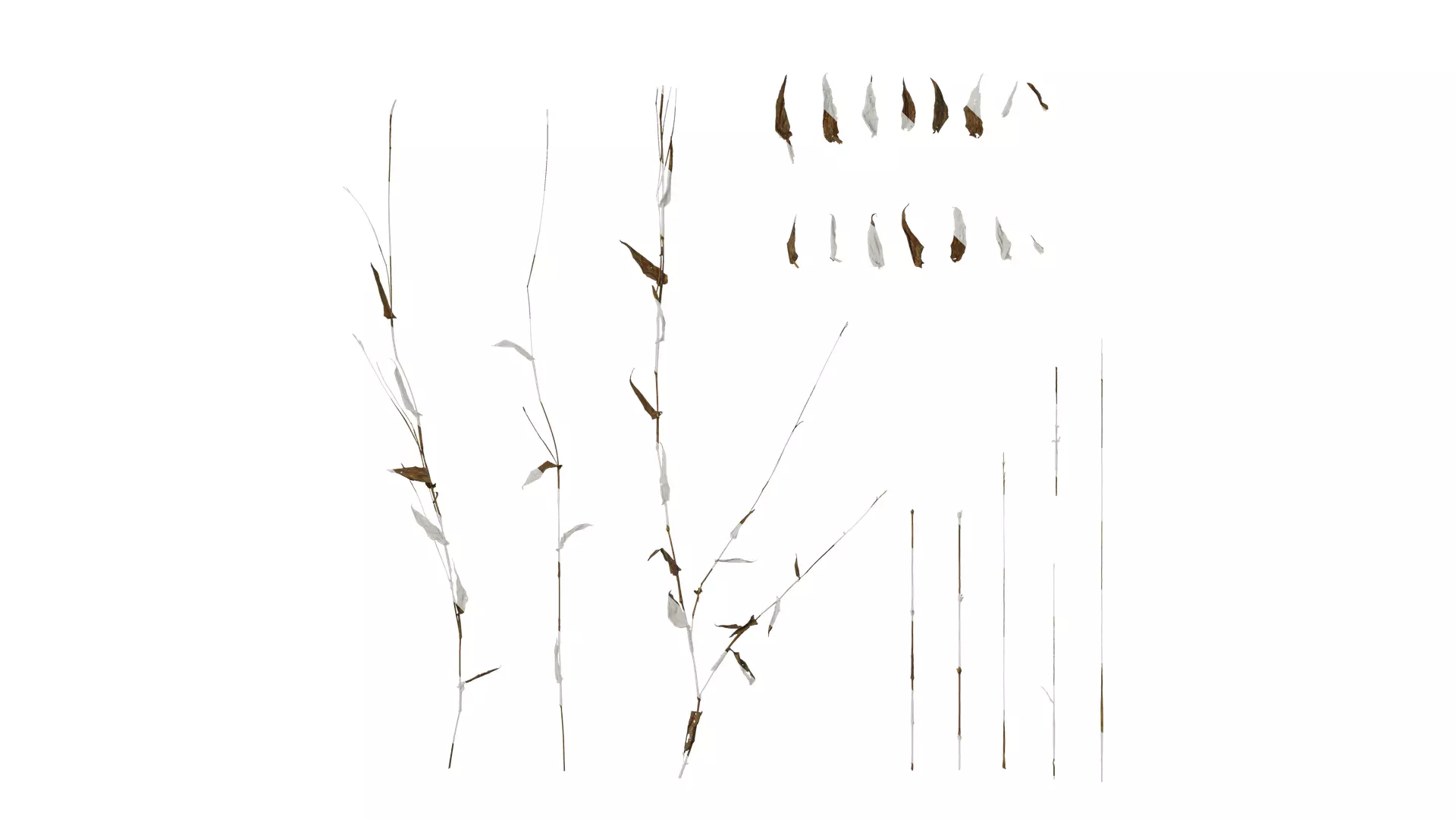 Anydrafts Oplismenus compositus Atlas 01 Texture_0