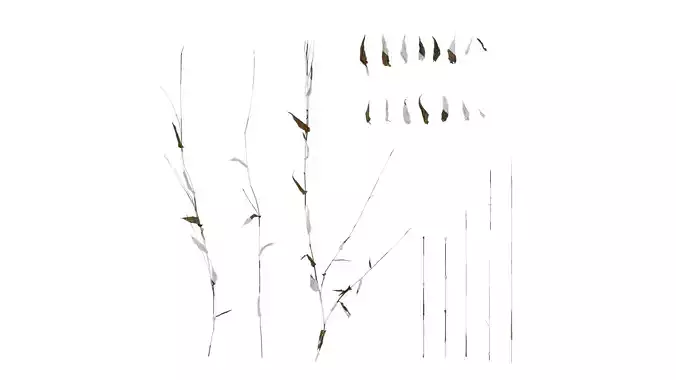 Anydrafts Oplismenus compositus Atlas 01