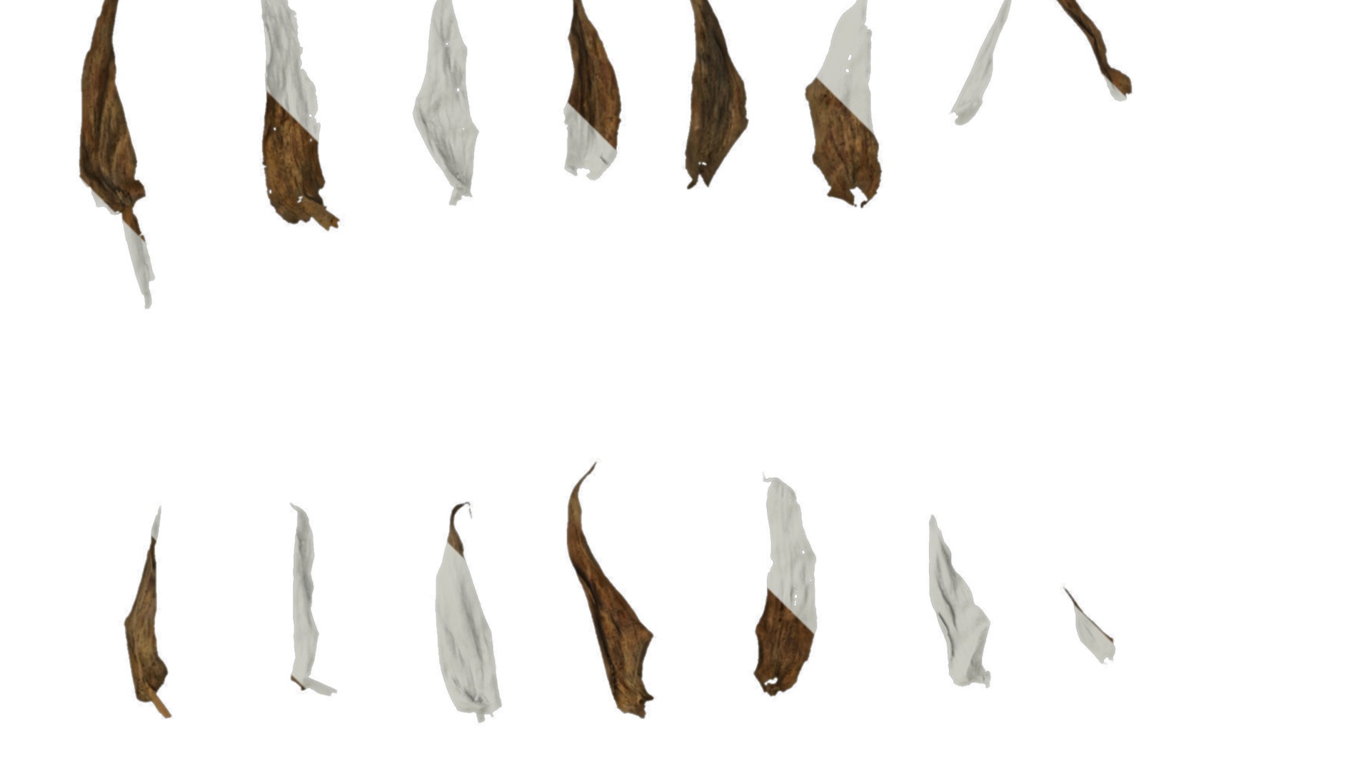 Anydrafts Oplismenus compositus Atlas 01 Texture_2