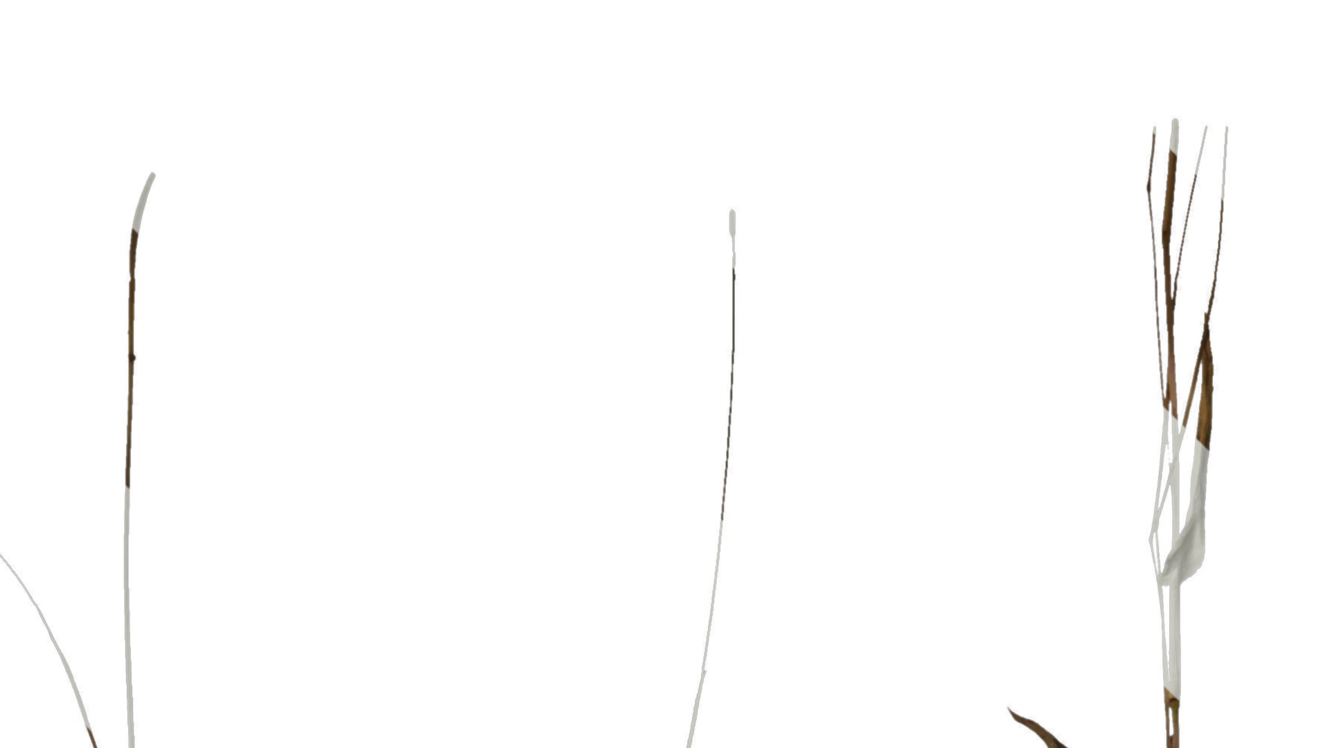 Anydrafts Oplismenus compositus Atlas 01 Texture_1