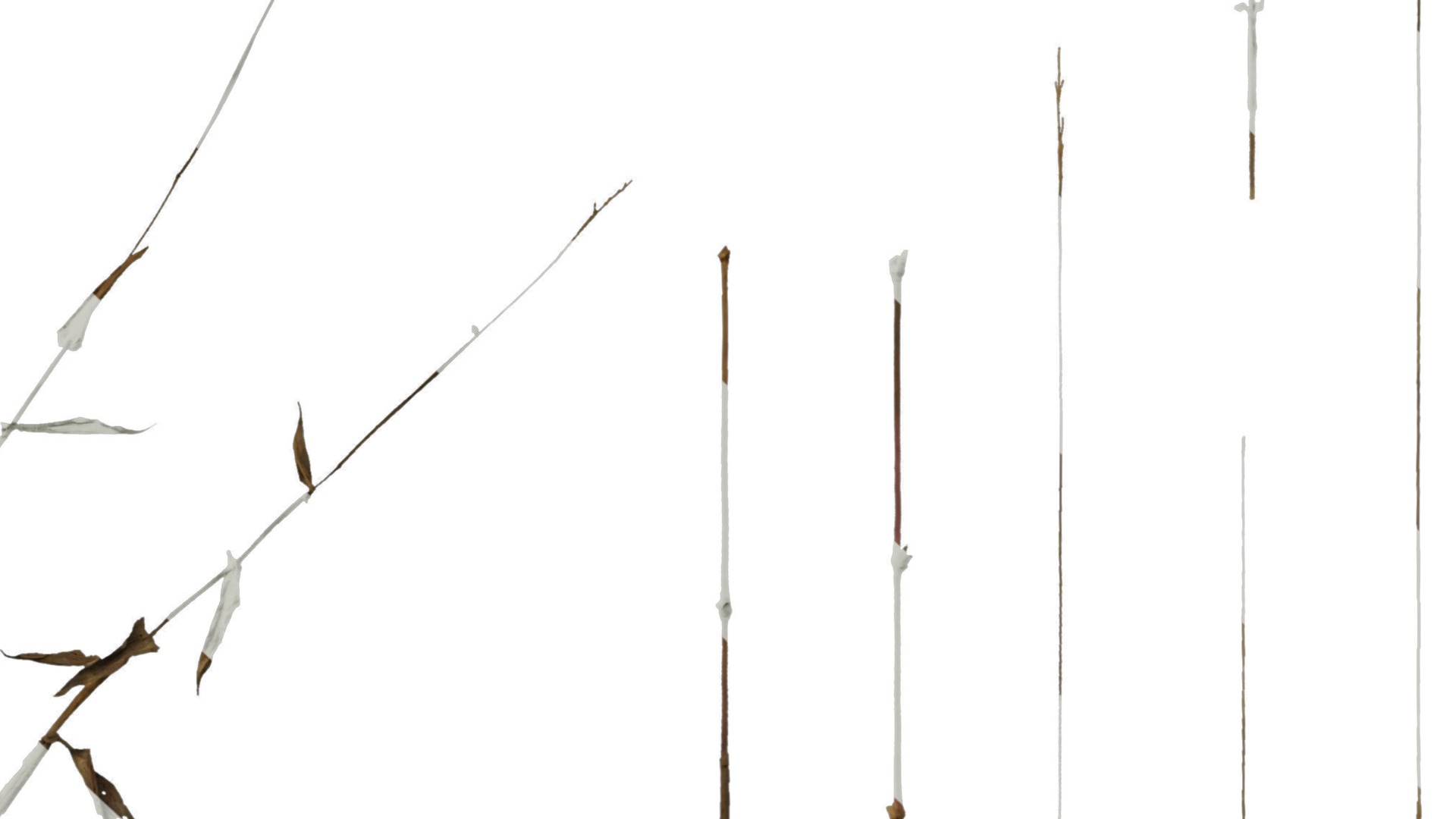 Anydrafts Oplismenus compositus Atlas 01 Texture_6