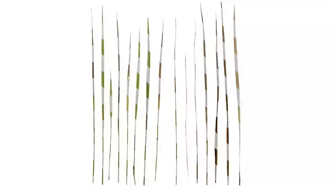 Anydrafts Paspalum thunbergii Leaf 01