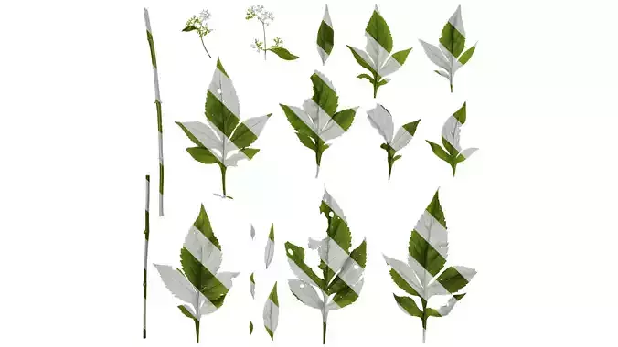 Anydrafts Patrinia monandra Atlas 02